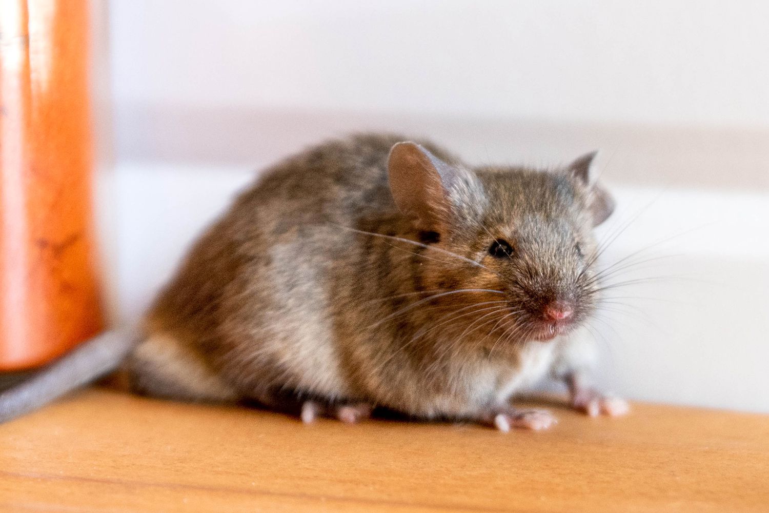 Mouse in the House: Tips and tricks for getting rid of them