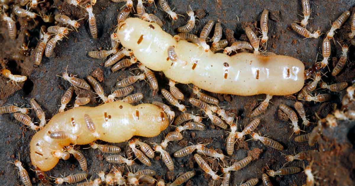 Keep Your Home Safe: Expert Termite Control Solutions in Hong Kong